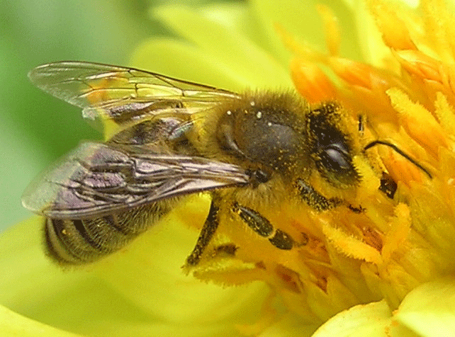 Russian Bee Breeders Amateur Male Sex 