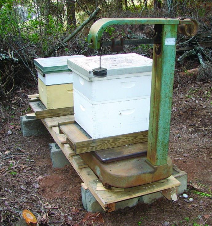 The Hows, Ways And Whys Of Weighing Hives: Lonnie Funderburg | Bee Culture