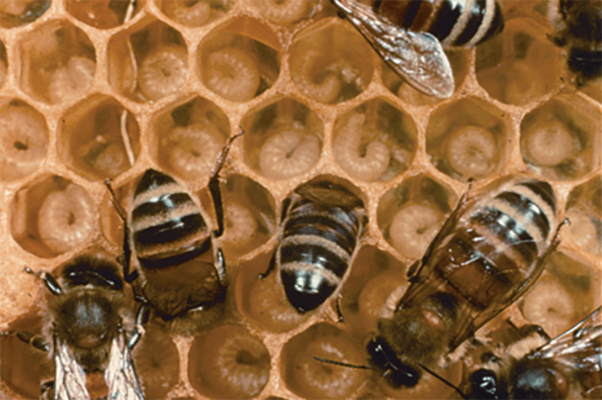 A CLOSER LOOK: Starvation/Undernourished Colonies | Bee Culture