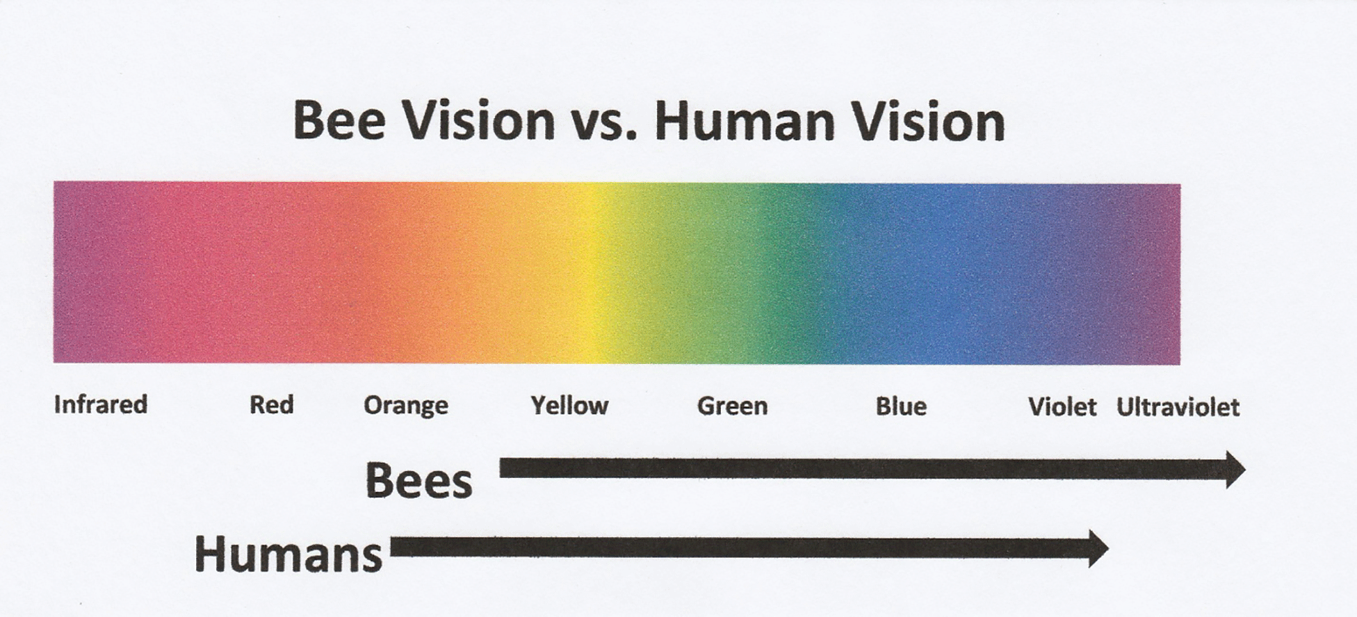 Bee Vision  How Do Bees See?