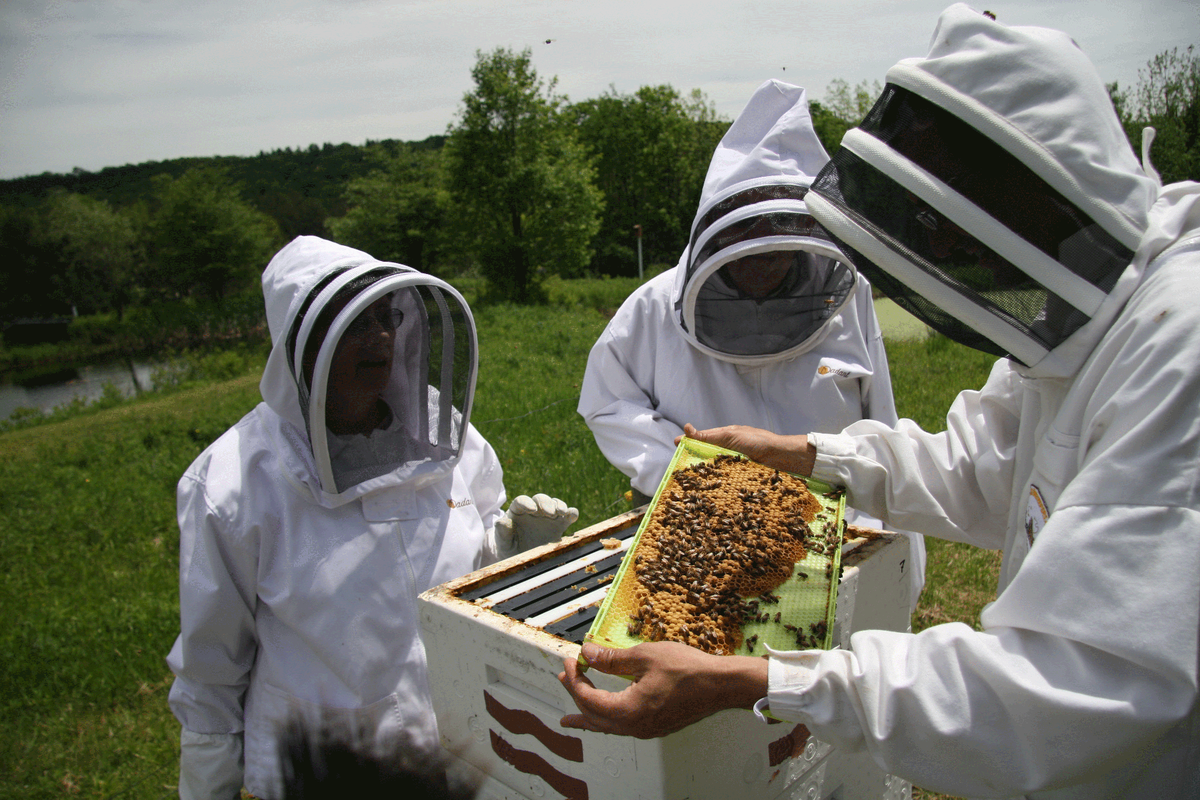 Are Beekeepers More Adaptive Or Inventive? | Bee Culture