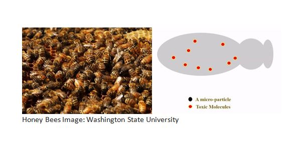 CATCH THE BUZZ – Scientists Create Microparticles That Could Help Save Honey Bees.