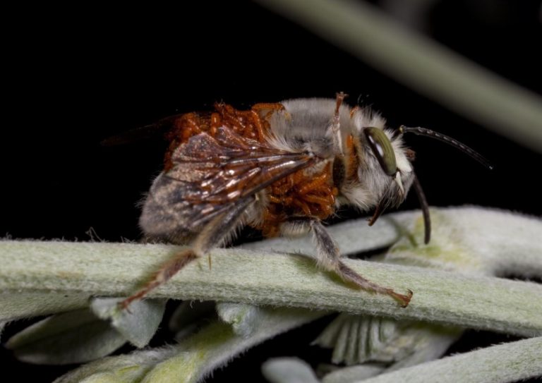 Catch The Buzz Are Honey Bees Next Beetle Adapts Chemical Mimicry To