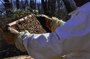 New Beekeepers: Be Prepared Before You Ask For Help