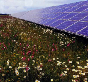 Pollinator Habitat Gone Solar