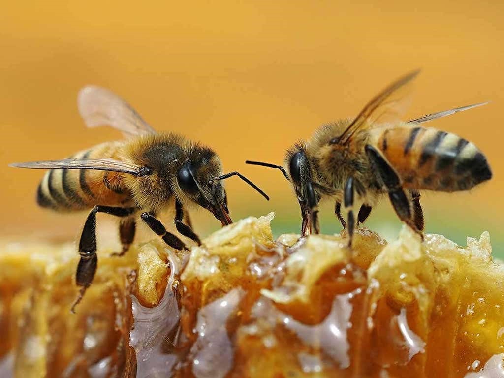 CATCH THE BUZZ-Why Vegans Avoid Honey | Bee Culture