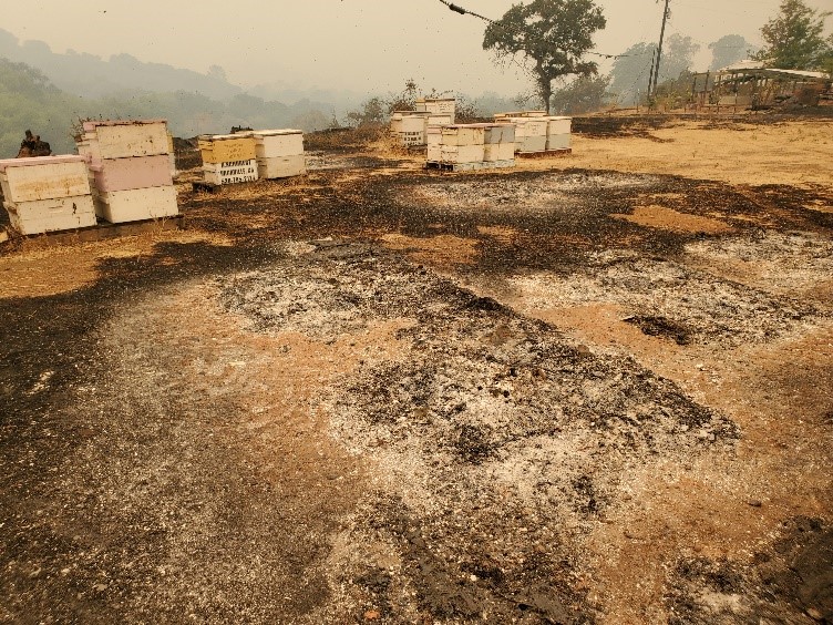 Beekeeper Fire Losses, Beyond Heartbreaking