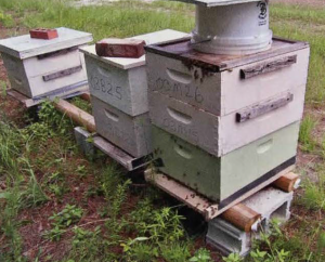 Preparing For Honey Bees: A Primer