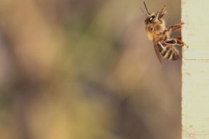 How Bees See And Why It Matters Bee Culture