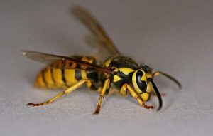 yellow jacket vs honey bee