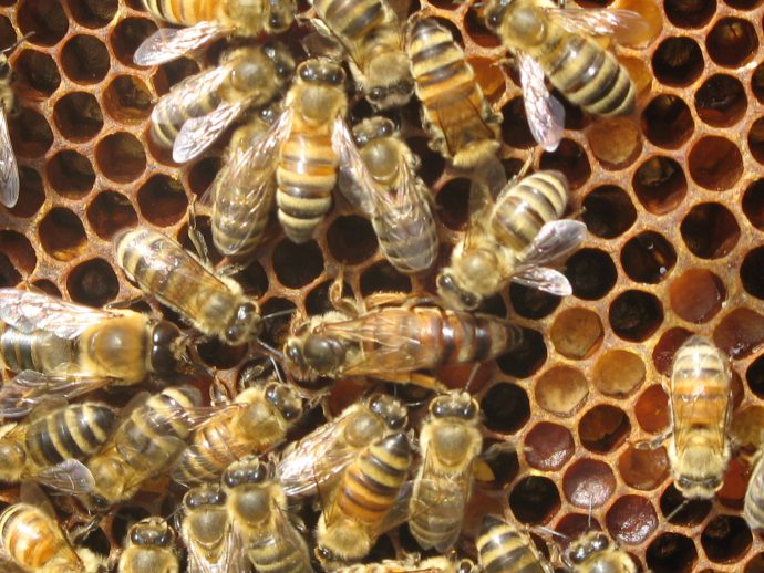 The Elusive Varroa Resistant European Honey Bee | Bee Culture