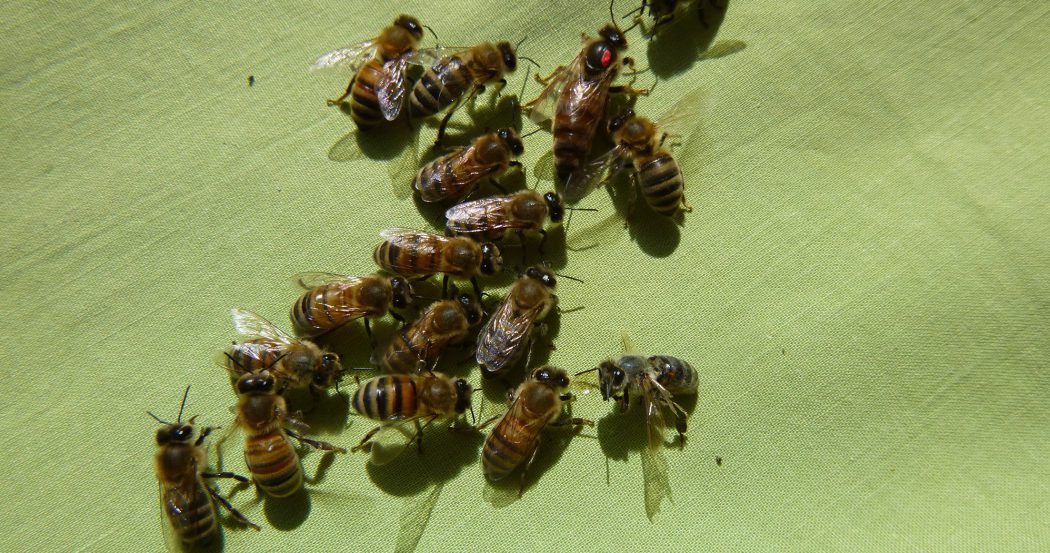 Honey Bee Queens: Evaluating the Most Important Colony Member – Bee Health