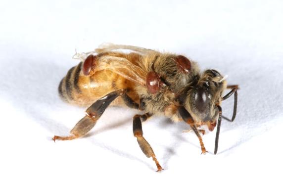 RNAi Varroa Control | Bee Culture