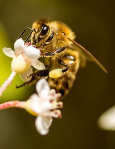 sample business plan for beekeeping