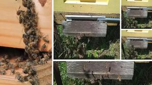 Raspberry Pi used to count bees — Brazilian researchers use a Pi Zero 2 W and some AI to help keep hives healthy