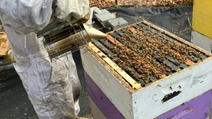 Pulling Honey to Make Cash