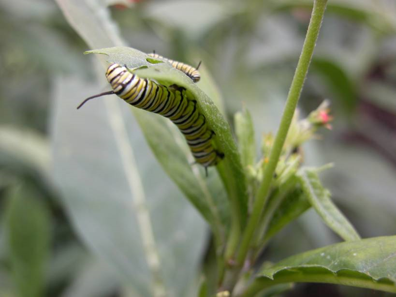 Figure 1. Monarch caterpillar on common milkweed