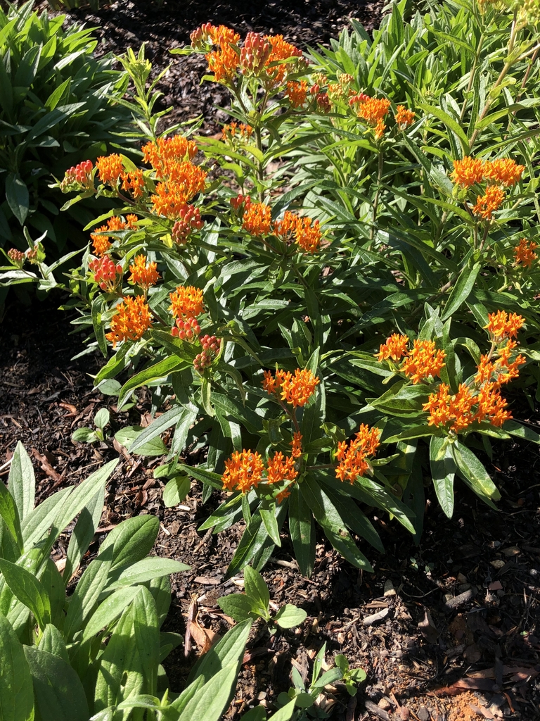 Figure 2. Butterfly weed, Asclepias Tuberosa, Wake Co., NC. Photo credit: Cathy DeWitt / CC BY 4.0.