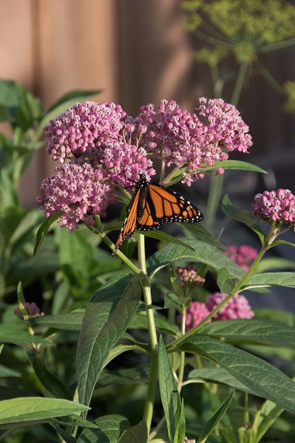 Figure 3. Swamp milkweed, A. incarnata with Monarch butterfly nectaring. Photo credit: Prairie Nursery.