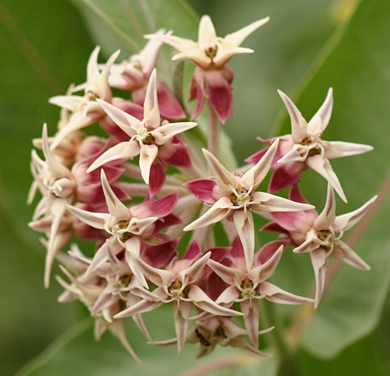 Figure 4. Showy milkweed, Asclepias speciosa flower head. Photo credit: Lynette Elliot / CC BY-NC 2.0.