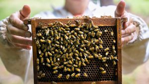 Can Bees Recognize Faces?