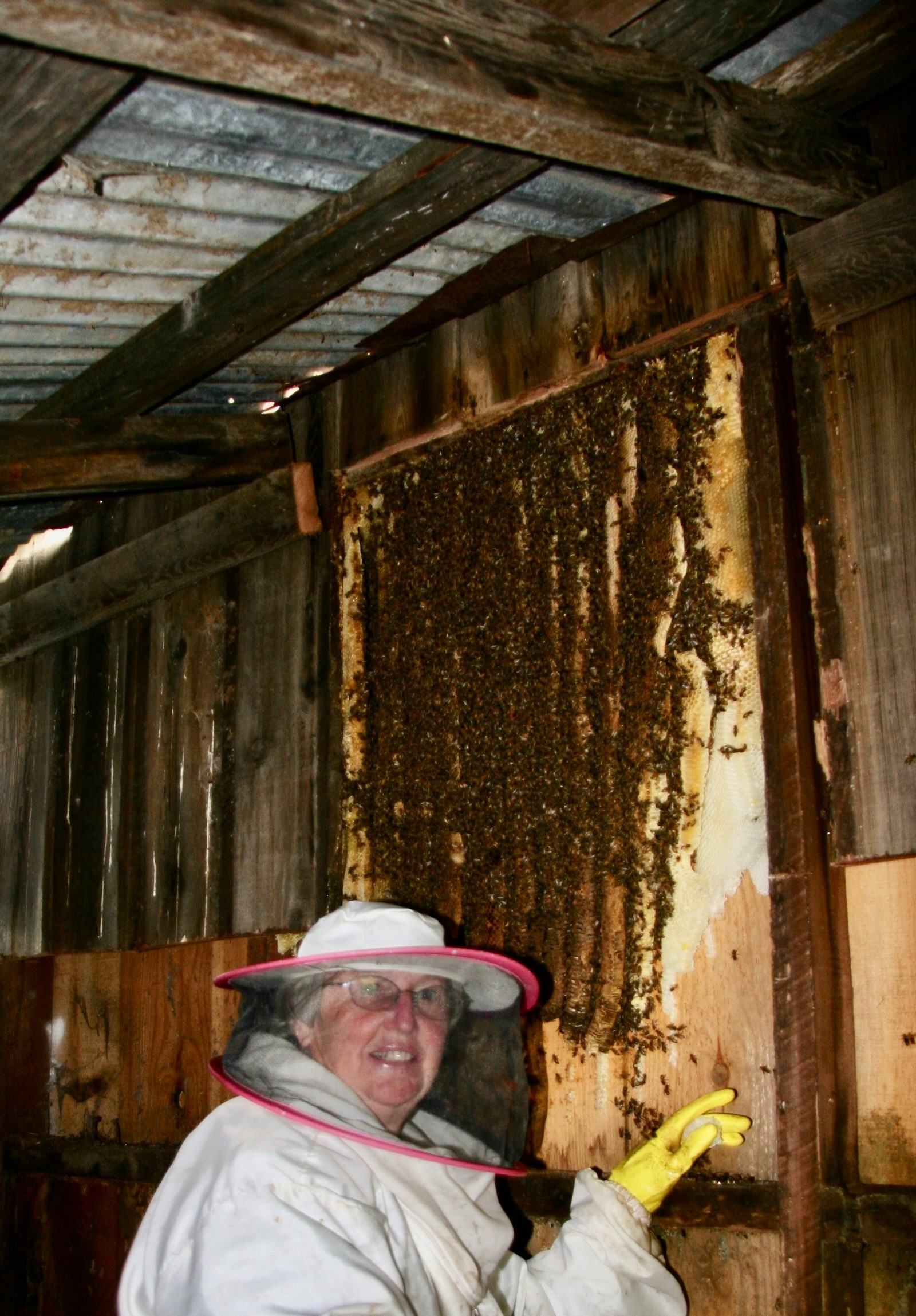 I had to be on a ladder to get these high combs. I don't know
why my bee suit is so puffy. It makes me look like the Pillsbury Dough Boy!