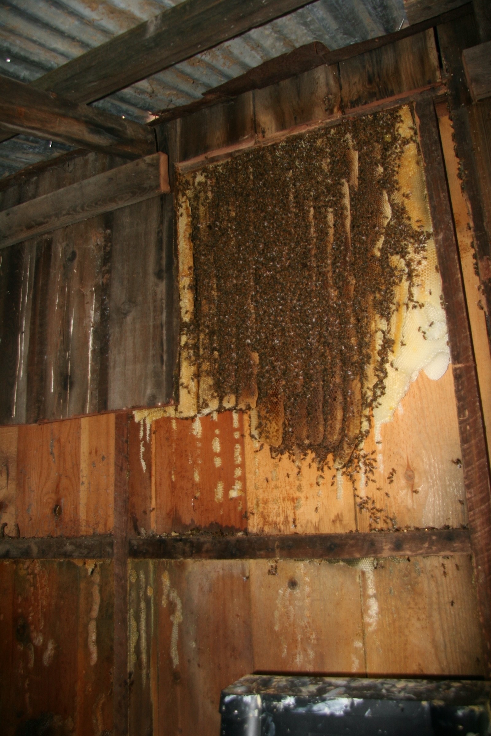 That's a lot of comb! No an easy
job to remove either!