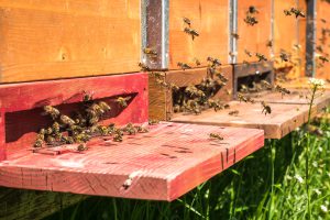 Beekeeping Critical Thoughts –  Time, Money, Labor, Hives