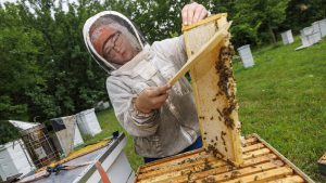 Honey Production Sweetens Bee Lab’s Research