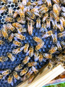 Minding Your Bees and Cues