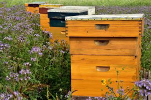 Beekeepers continue to lose hundreds of thousands of honey bee colonies, USDA reports