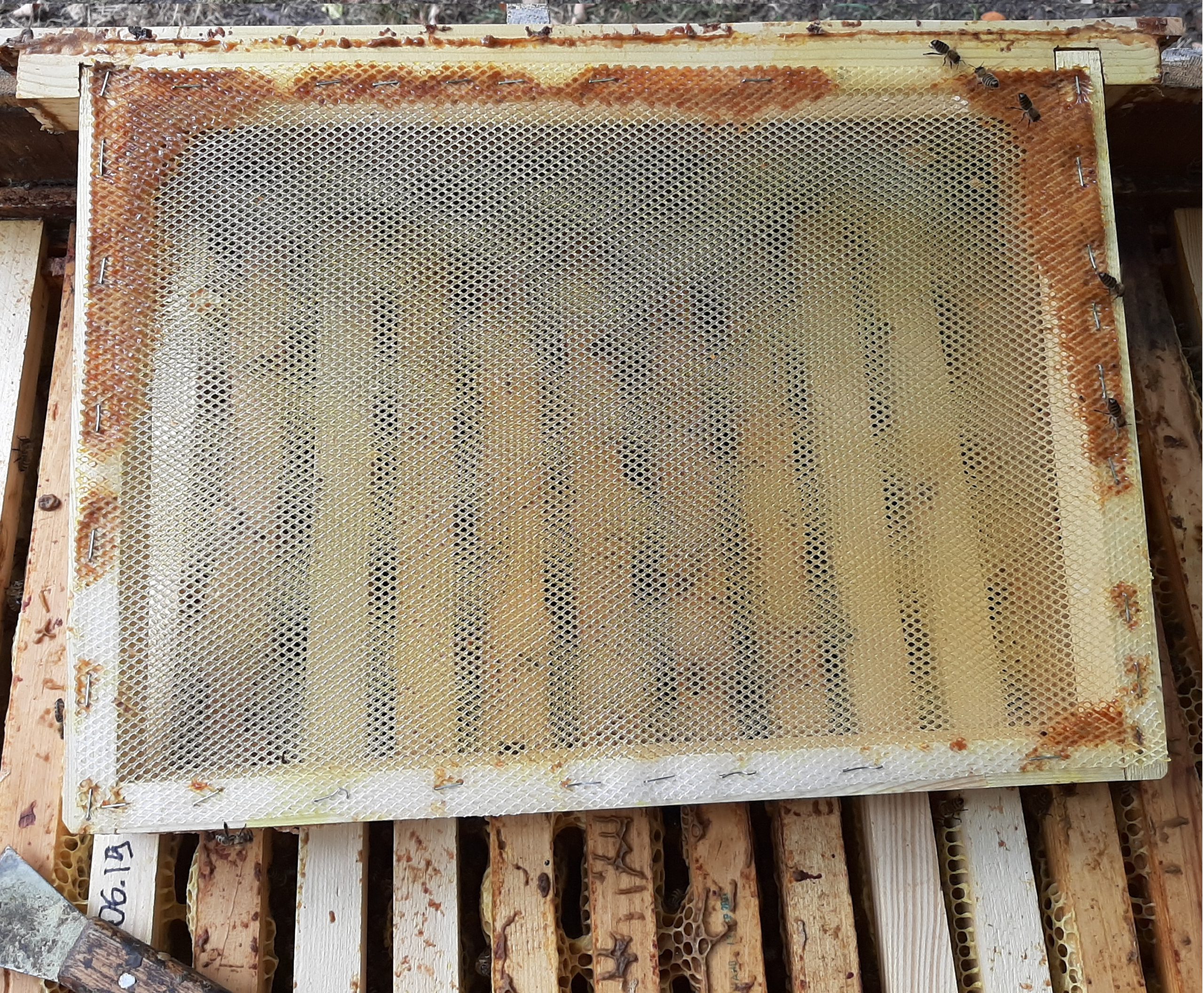 Figure 1. Collectors for collecting propolis: A – 3D-collector model in the form of a hive frame in sections; B – manufactured 
collectors of different types that were used 
in the study; C – a collector during the 
inspection of the experimental bee family 
with partial deposition of propolis