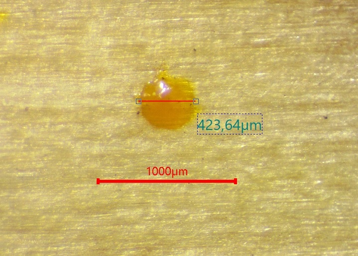 Figure 2. Propolis formations on wooden collector strips: A – general photo of the lower 
collector strip with was crumbs and propolis drops; B – a drop of propolis on a wooden 
collector strip with measurement of its diameter