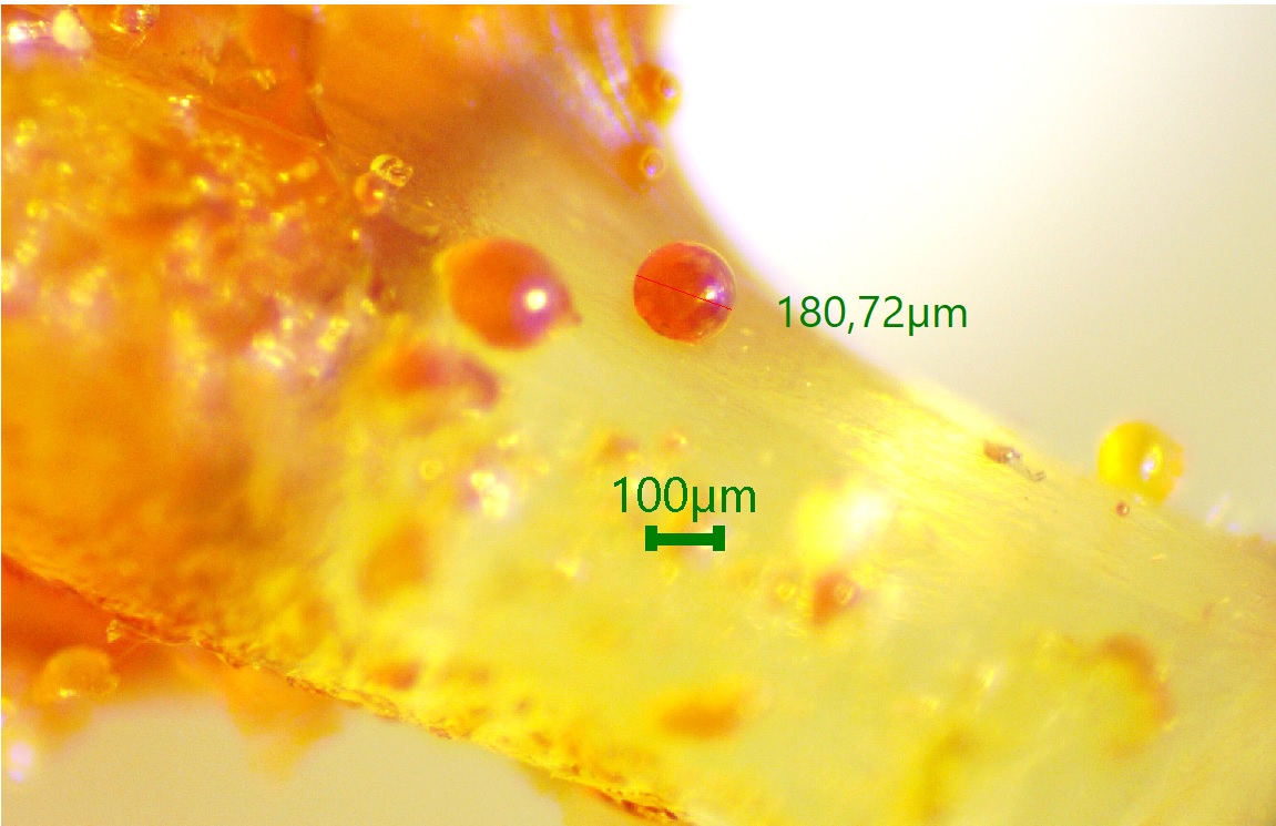 Figure 3. Images of propolis collections screens and propolis drops applied by bees in Ukraine in 2022.