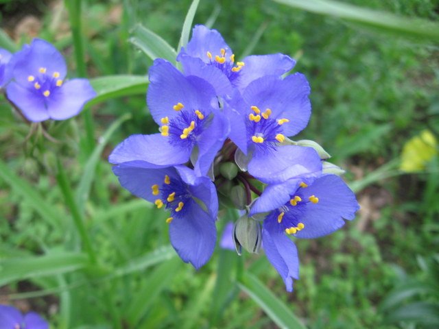 Tradescantia ohiensis https://www.northeastpollinator.com/products/tradescantia-ohiensis