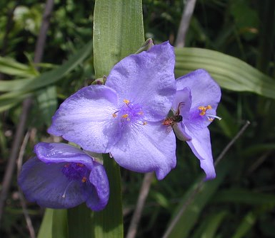 Tradescantia virginiana https://www.illinoiswildflowers.info/savanna/plants/va_spiderwort.htm