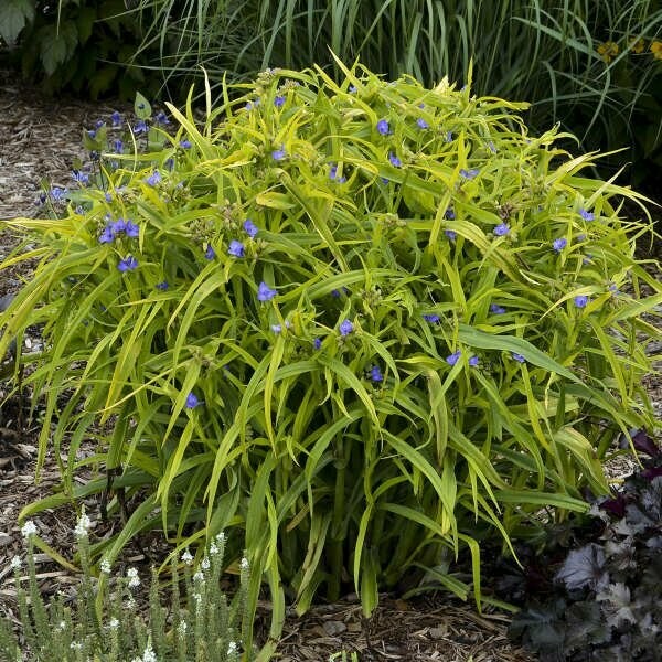 Tradescantia “Charlotte’s Web” PPAF CPBRAF http://www.perennialresource.com/variety.php?ID=TRACW