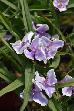 Tradescantia x andersoniana “Bilberry Ice”