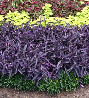 T. pallida, “Purple Heart” https://hort.
extension.wisc.edu/articles/purple-heart-
tradescantia-pallida/