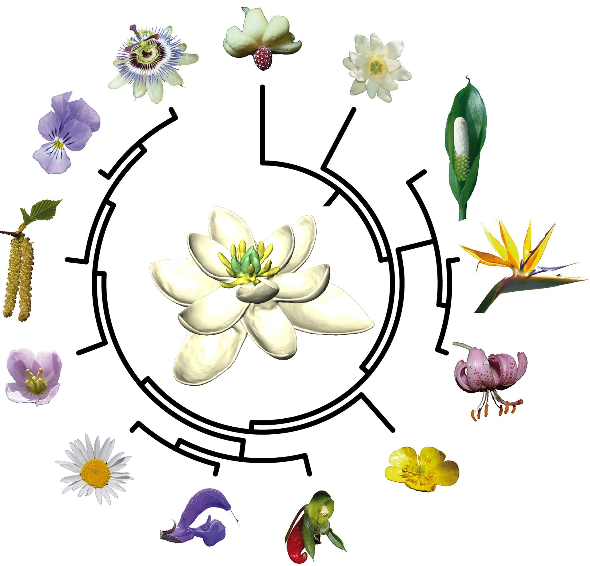 Evolution of the first flower