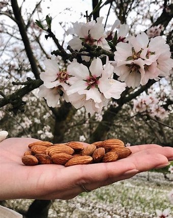 Almonds