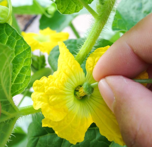 Hand pollination