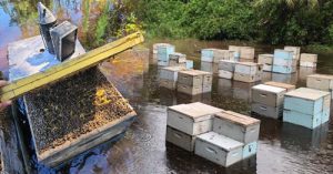 Help Beekeepers With Disaster Relief