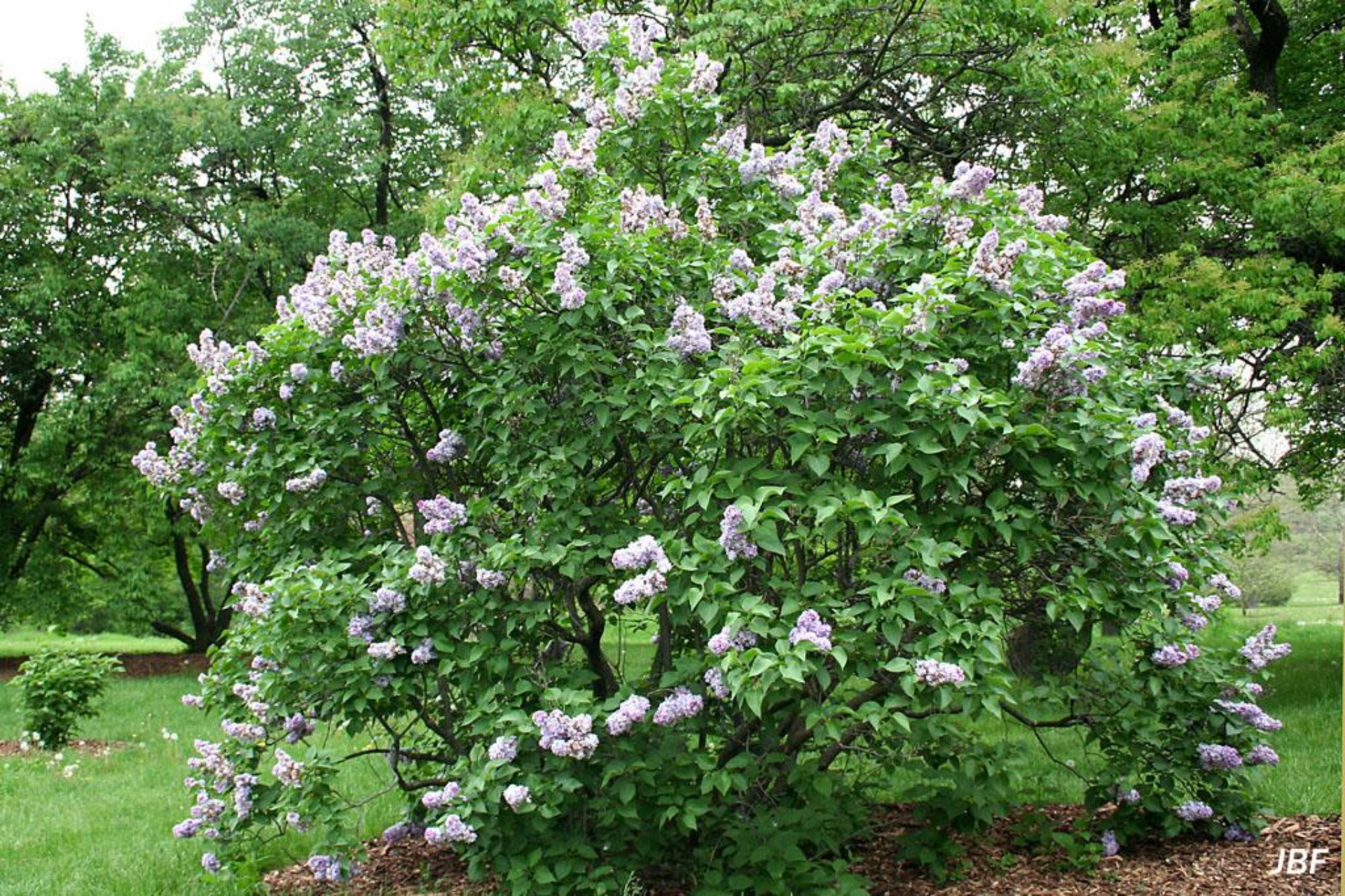 Syringa vulgaris, ‘Michel Buchner’ https://mortonarb.org/plant-and-protect/trees-and-plants/common-lilac/