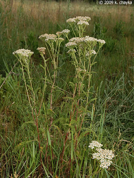 Common wild yarrow Achillea millefolium
https://www.minnesotawildflowers.info/flower/
common-yarrow