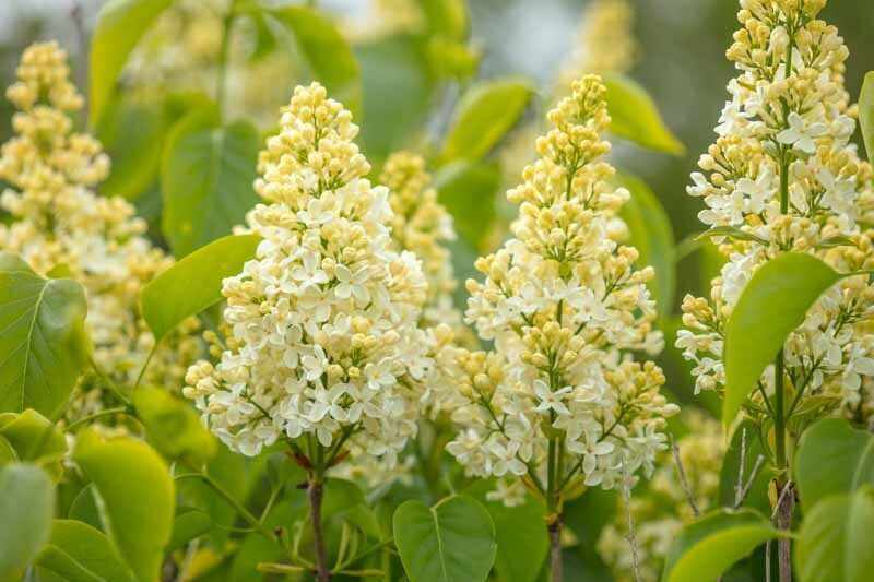 S. vulgaris, ‘Primrose’ https://www.gardenia.net/plant/syringa-vilgaris-primrose