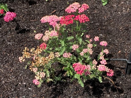 A. millefolium ‘Sassy Summer Sangria’ at A.I. Root Company