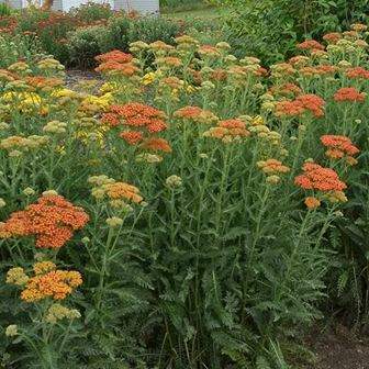 A. millefolium ‘Sassy Summer Sunset’ 
https://www.darwinperennials.com/Products/plantinfo
/?phid=000408393005424