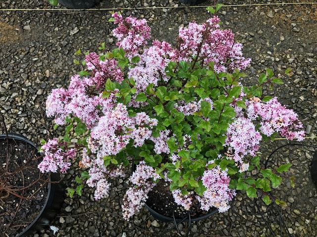 S. pubescens spp., Dwarf Korean lilac ‘Ivory Silk’ https://bygl.osu.edu/node/744