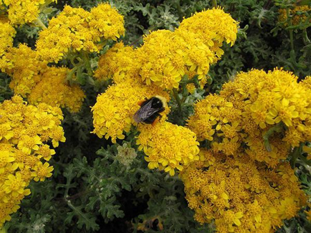 Bumble bee on A. tomentosa, Woolly yarrow
https://plants.ces.ncsu.edu/plants/achillea-tomentosa/